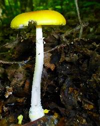 Amanita elongata image