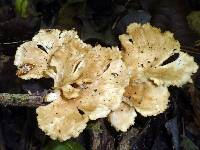Antrodiella versicutis image