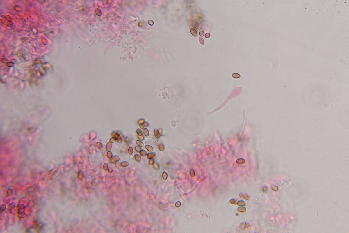 Psilocybe zapotecoantillarum image
