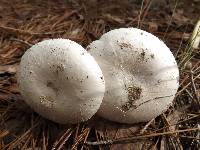 Amanita porphyria image