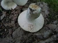 Russula virescens image