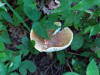 Amanita flavorubescens image