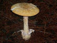 Amanita roseitincta image