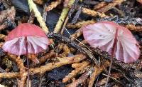 Marasmius pulcherripes image