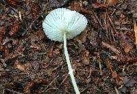 Leucocoprinus fragilissimus image