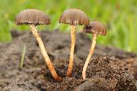 Psilocybe coprophila image