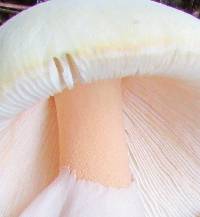 Amanita roseitincta image