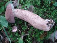 Tylopilus rubrobrunneus image