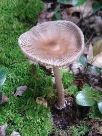 Amanita rhacopus image