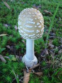 Amanita velatipes image