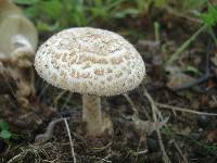 Amanita pseudovolvata image