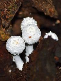 Leucocoprinus cretaceus image