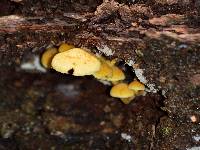 Gymnopilus luteoviridis image