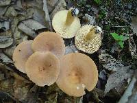 Lactarius volemus image