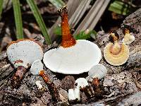 Ganoderma curtisii image