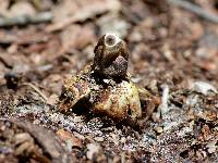 Geastrum quadrifidum image