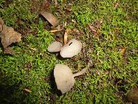 Helvella macropus image