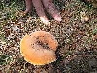 Lactarius hygrophoroides image