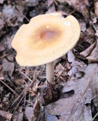Amanita sect. Vaginatae image
