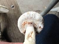 Amanita ravenelii image