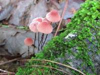 Marasmius pulcherripes image