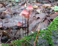 Marasmius pulcherripes image