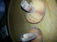 Lactarius corrugis image