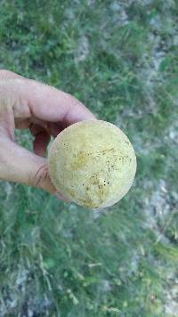 Boletus luridus image