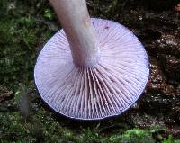 Cortinarius iodes image