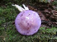 Cortinarius iodes image