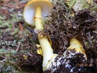 Amanita flavoconia var. flavoconia image