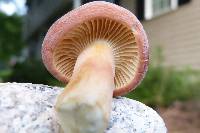 Lactarius hygrophoroides image