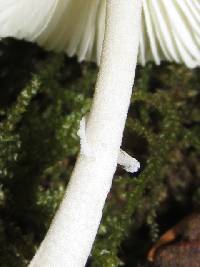 Leucocoprinus brebissonii image