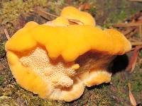 Pycnoporellus fulgens image