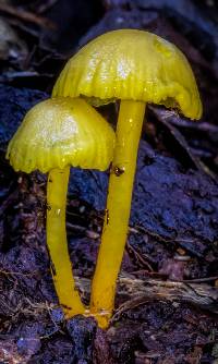 Hygrocybe chromolimonea image