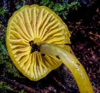 Hygrocybe chromolimonea image