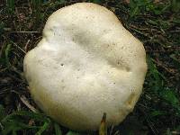Xanthoconium stramineum image