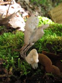 Helvella lacunosa image