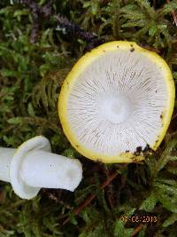 Amanita elongata image