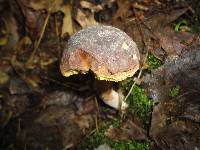 Boletus pulverulentus image