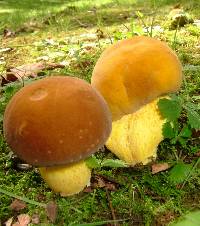 Boletus auripes image