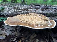 Daedalea quercina image