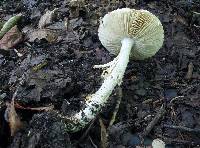 Amanita onusta image