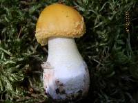 Amanita flavoconia var. flavoconia image