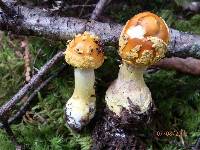 Amanita flavoconia var. flavoconia image