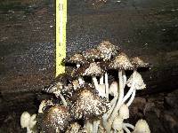 Coprinopsis variegata image