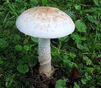 Amanita pseudovolvata image