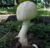 Amanita ravenelii image