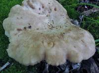 Russula eccentrica image