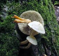 Hypholoma subviride image